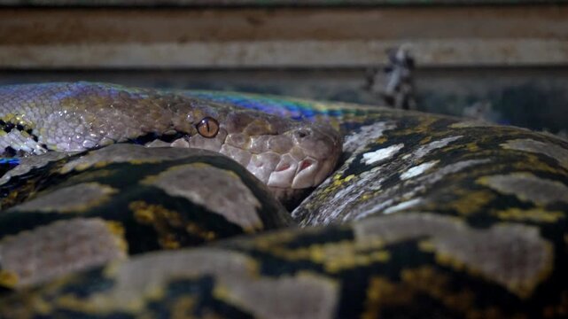 Boa constrictor coiled