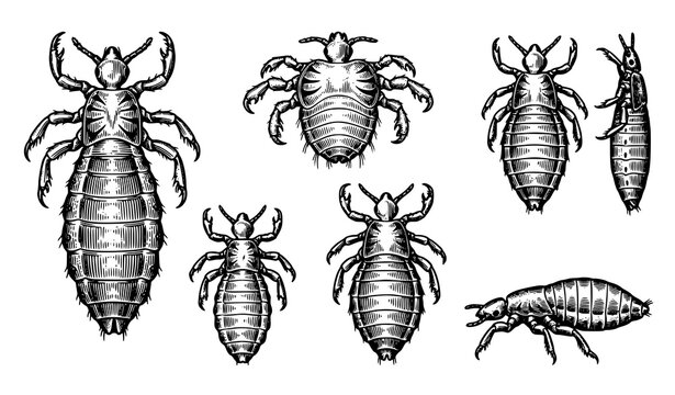 Vintage Lice Species Comparison Scientific Entomology Engraving Vector Set