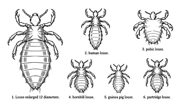 Six Lice Species Vintage Entomology Engraving Vector Scientific Illustration