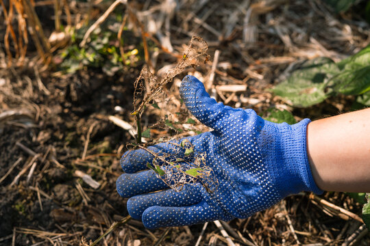Blue gardening glove holding a skeletonized common bean leaf  