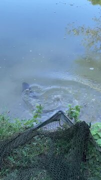 slow-motion video of freshly caught fish being released , catch and release. themes of wildlife care, sustainable and safe fishing practices, and active outdoor recreation 