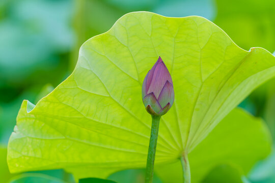 Close up of blooming pink lotus flower bud with large green lotus leaf background in sunny summer garden