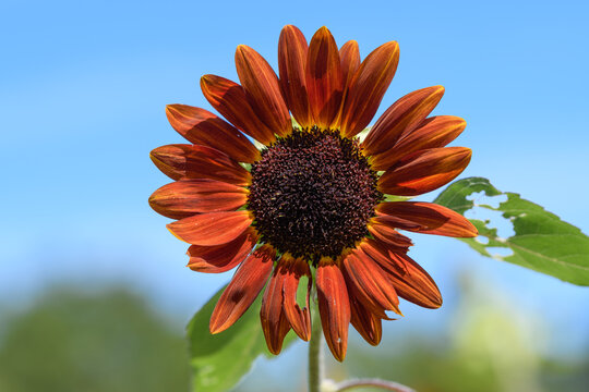 Close up of blooming red sunflower Helianthus annuus with clear blue sky background and copy space in summer garden