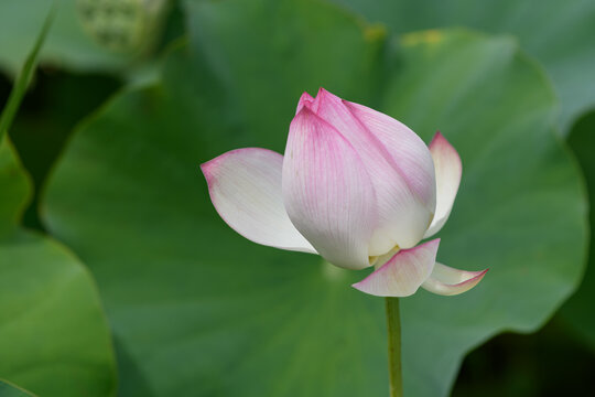 Close up of blooming pink lotus flower blossom with large green leaves and soft bokeh background in summer