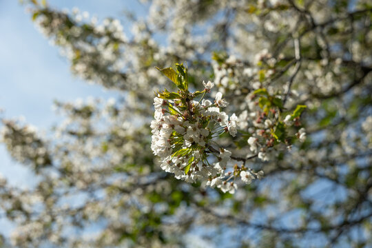 ramo di un albero con piccoli fiori bianchi, di giorno, sotto un cielo sereno, in primavera