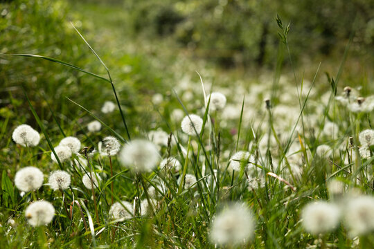 prato con numerosi soffioni in fase di maturazione e dispersione dei semi del dente di leone o tarassaco (Taraxacum officinale)