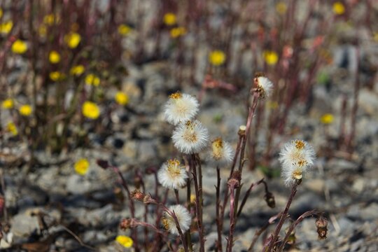 Coltsfoot seed heads (Tussilago farfara) with fluffy white pappus growing in a gravelly outdoor field in early spring sunshine.