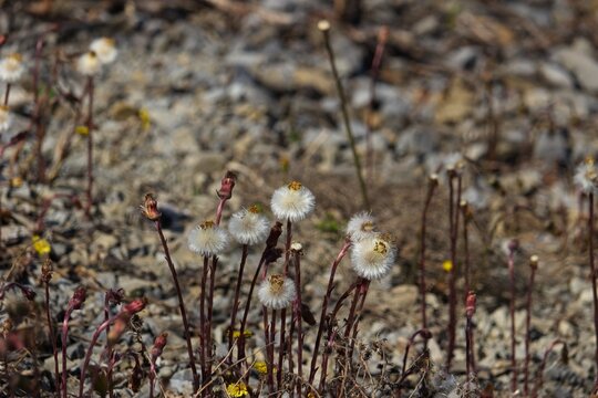 Coltsfoot seed heads (Tussilago farfara) with fluffy white pappus growing in a gravelly outdoor field in early spring sunshine.