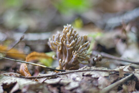 Wild coral fungus on forest floor