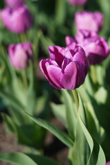 Fototapeta premium Pink tulips in the garden