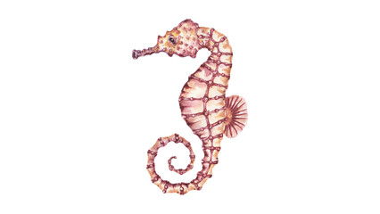 Watercolor illustration of a seahorse isolated on white background © Hxn_Tariq