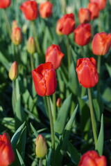 Naklejka premium Many beautiful bright red tulip flowers during spring in a garden in the Netherlands