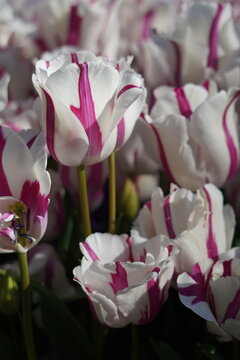 Close-up of beautiful white tulip flowers with purple stripes during spring in a garden in the Netherlands