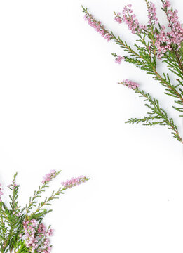 Pink heather flowers isolated on a white background with copy space