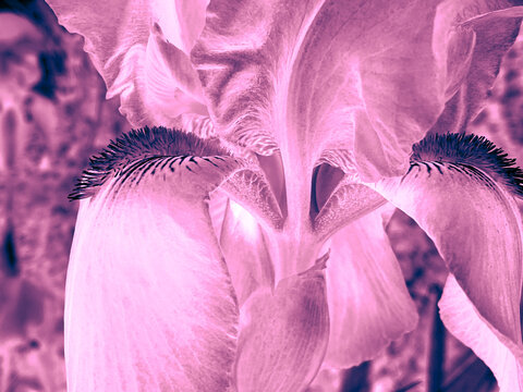 altered photo of iris with reversed tones and varied shades of pink