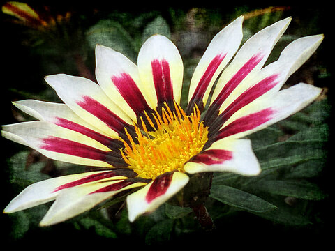 closeup of beautiful gazania flower detail with dark vignette and slightly grungy style