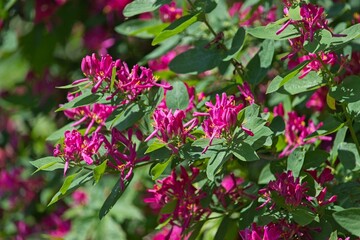 Fototapeta premium Lush blooming tatarian honeysuckle (Lonicera tatarica) shrub covered with delicate pink and white blossoms in late spring daylight.