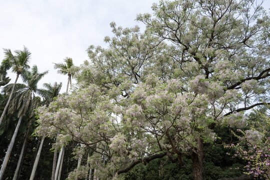 Beautiful chinaberry tree (Melia azedarach) flowers.