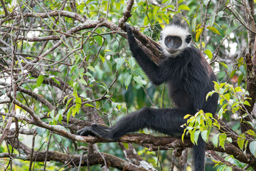 A Laotian Langur - Trachypithecus laotum on a branch in Laos, Asia. © Rob