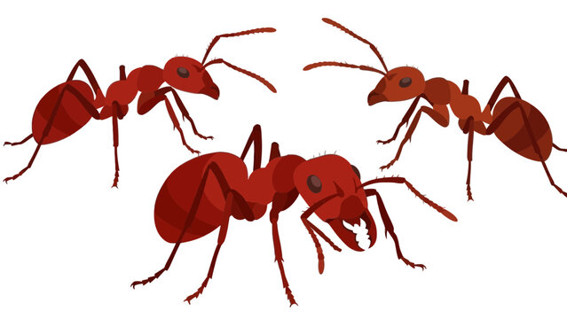 Red fire ants colony vector illustration isolated on white