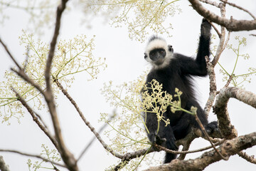A Laotian Langur - Trachypithecus laotum sits on a branch and eats flowers in Laos, Asia. © Rob