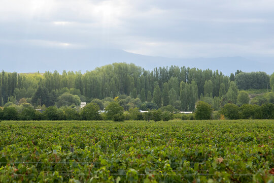 A lush green summer vineyard framed by tall poplar trees.