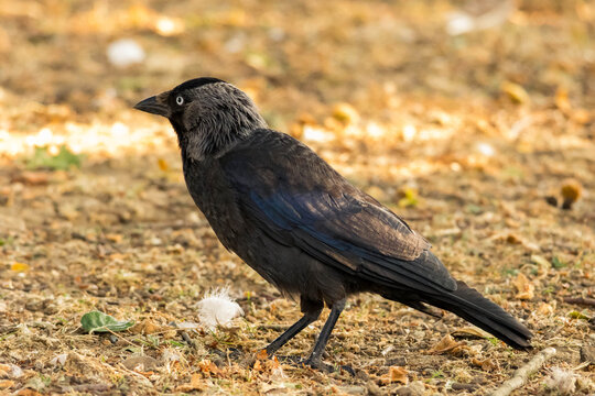 Side view of a western jackdaw bird walking on dry ground with fallen leaves in a park.