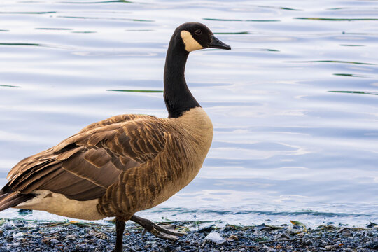 Canada goose walking along the pebbled shore of a lake in Richmond Park.