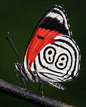 Lateral profile of an eighty eight butterfly perched on a branch