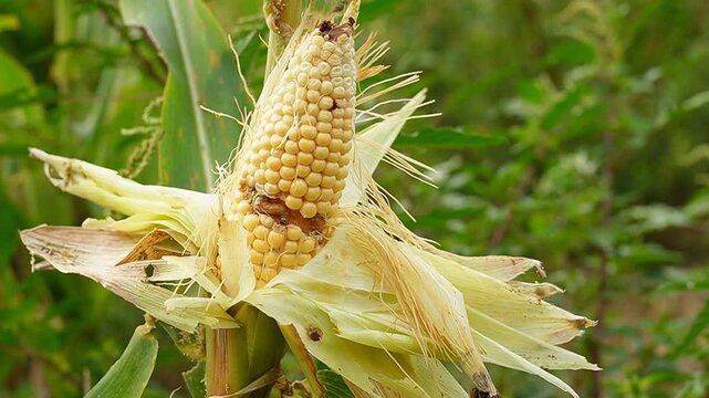 Fall armyworm larva eating inside young corn cob, agricultural crop damage and pest infestation video footage