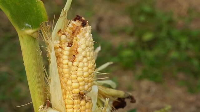 Close-up of Fall armyworm infestation damaging maize crop. Spodoptera frugiperda larvae destroying young corn cob and kernels in a plantation. Agricultural pest damage concept.