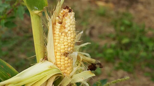 Close-up of Fall armyworm infestation damaging maize crop. Spodoptera frugiperda larvae destroying young corn cob and kernels in a plantation. Agricultural pest damage concept.