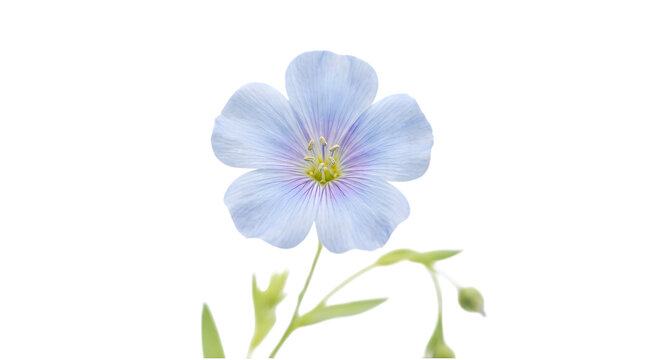 A single delicate blue flax flower isolated on a white background with soft natural lighting and elegant petals