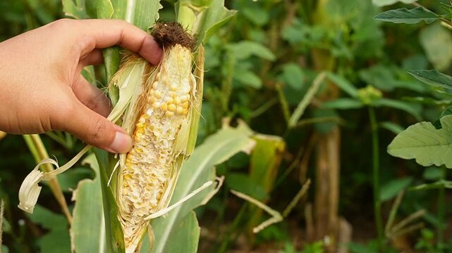 Farmer's hand inspecting damaged corn cob eaten by rat pest, Zea mays crop failure, farmer checking ruined harvest in agricultural field, plant disease and rodent damage concept