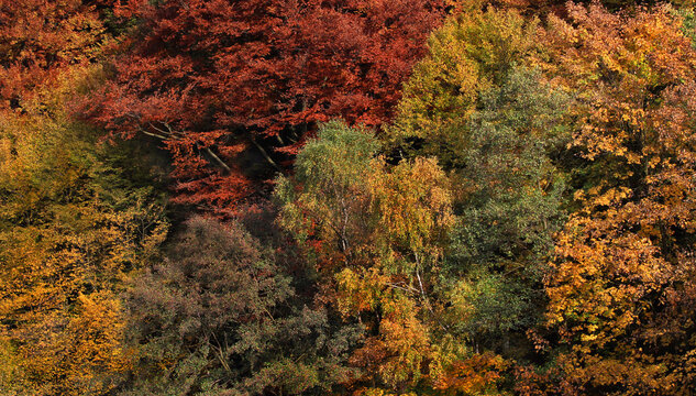Urwalddichter herbstlich bunter Laubmischwald an einem Berghang des Rothaargebirges bei Meschede