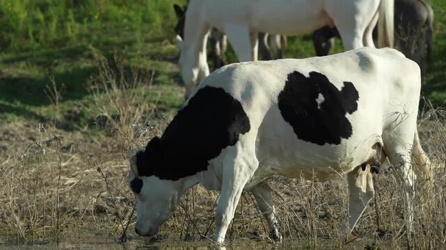 Cow getting a drink from pond water on a Texas farm, livestock hydration