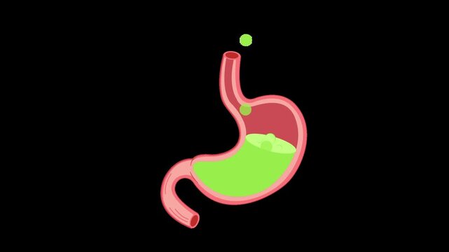 gerd acid reflux stomach digestive disease alpha channel animation