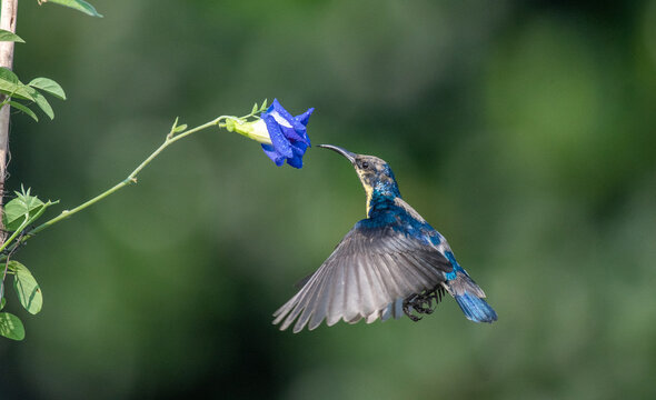 Purple sunbird juvenile male hovering and sucking nectar from flowers. Selective focus
