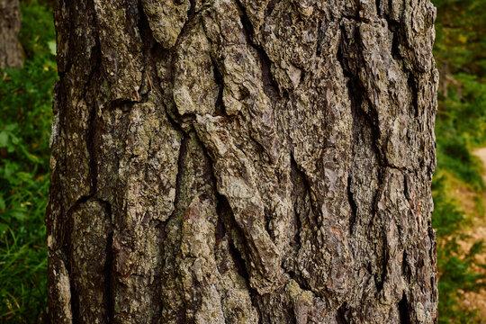 Tree bark texture pine pattern
