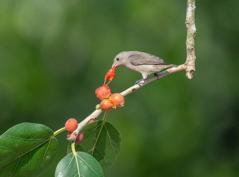 Common tailor bird plucking cherry fruits from a branch. Close up, selective focus