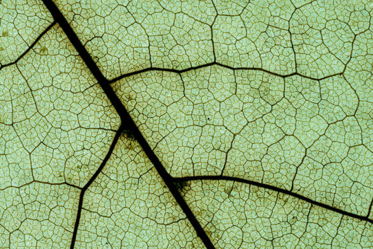 Green leaf background texture