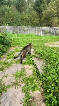 A Curious Cat Strolls Along Scenic Pathways Surrounded by Lush Greenery and Nature in a Serene Rural Setting