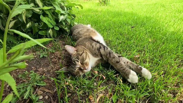 A Relaxing Cat Sprawled Out in the Sun: Enjoying a Lazy Afternoon on Lush Green Grass Surrounded by Flourishing Plants and Tranquil Nature