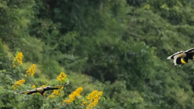 Morning Life of the Wreathed Hornbill: A Tropical Jungle Gem
