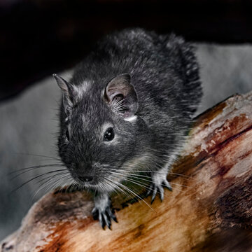 Common degu on the log. Latin name - Octodon degus