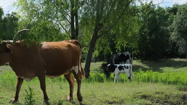Texas Longhorn cow grazing in green field on cattle farm during summer season.