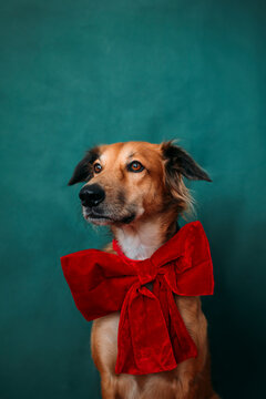 Christmas puppy 