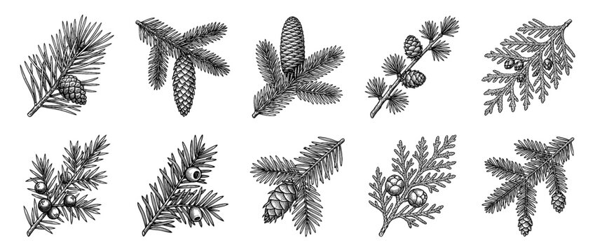 Hand-drawn vintage conifer branches and cones set, botanical engraving collection isolated on white background.