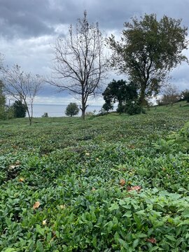 Lush tea plantations covering the hills of Rize Province, Turkey, with the calm Black Sea visible on the horizon beneath a dramatic overcast sky.