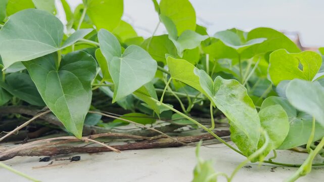 Giloy green heart-shaped leaves growing over a wall